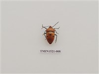 藏品(半翅目)的圖片